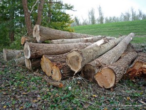 photo credit: <a href="http://www.flickr.com/photos/reisgekki/5163242953/">dietmut</a> via <a href="http://photopin.com">photopin</a> <a href="http://creativecommons.org/licenses/by-nc-nd/2.0/">cc</a>