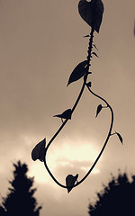 photo credit: <a href="http://www.flickr.com/photos/28481088@N00/301737857/">tanakawho</a> via <a href="http://photopin.com">photopin</a> <a href="http://creativecommons.org/licenses/by-nc/2.0/">cc</a>