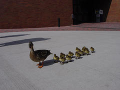 photo credit: <a href="http://www.flickr.com/photos/eggplant/4710827/">The Eggplant</a> via <a href="http://photopin.com">photopin</a> <a href="http://creativecommons.org/licenses/by-nd/2.0/">cc</a>