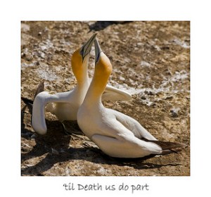 photo credit: Light Knight via photopin cc