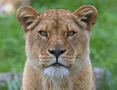 photo credit: <a href="http://www.flickr.com/photos/ucumari/3365516819/">ucumari</a> via <a href="http://photopin.com">photopin</a> <a href="http://creativecommons.org/licenses/by-nc-nd/2.0/">cc</a>