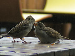 birds feeding each other