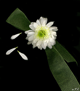 photo credit: He Loves Me via photopin (license)