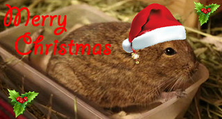 photo credit: Merry Christmas from Ray via photopin (license)