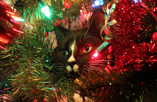 photo credit: Dolf in the Tree! - (EXPLORED) via photopin (license)