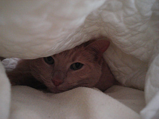 photo credit: Hidden via photopin (license)