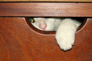 photo credit: <a href="http://www.flickr.com/photos/88935916@N00/206119336">Get Me Out Here!</a> via <a href="http://photopin.com">photopin</a> <a href="https://creativecommons.org/licenses/by-nc-nd/2.0/">(license)</a>